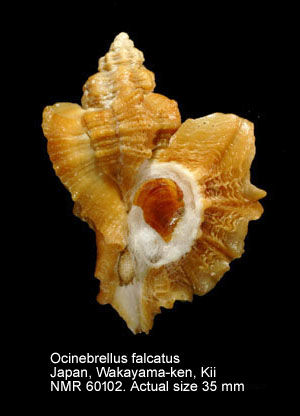 Ocinebrellus falcatus (2).jpg - Ocinebrellus falcatus(G.B.Sowerby,1834)